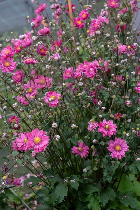 Anemone hybrida 'Garden Breeze Rosy Red' / zawilec mieszańcowy