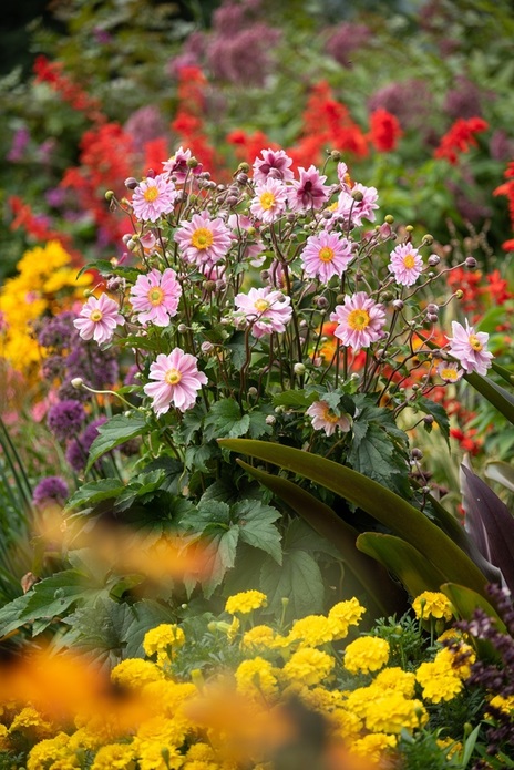 Anemone hybrida 'Garden Breeze Whirlwind Pink' / zawilec mieszańcowy