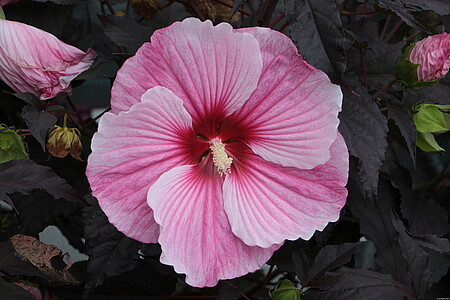 Hibiscus hybrida 'Starry Night' / hibiskus bylinowy