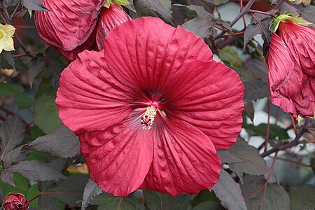 Hibiscus moscheutos 'Summerific® Holy Grail' / hibiskus bagienny / hibiskus bylinowy