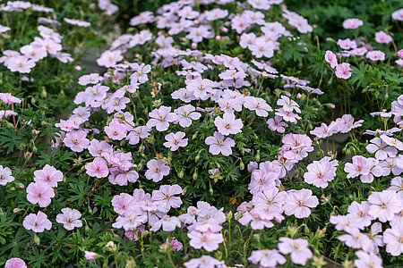 Geranium hybridum 'Frivolius Pink' / bodziszek