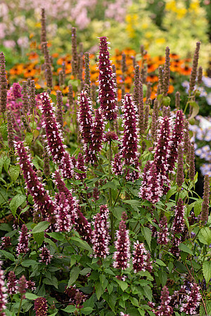 Agastache hybrida 'Beelicious® Pink' / kłosowiec