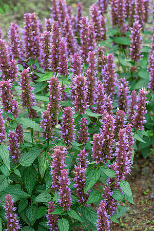 Agastache hybrida 'Beelicious® Purple' / kłosowiec