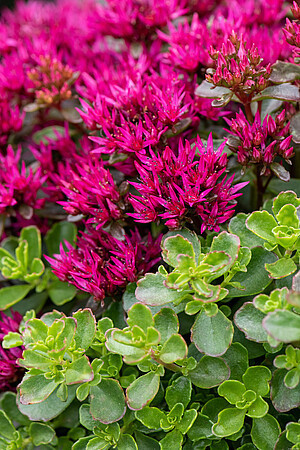 Sedum spurium 'Deep Rose' PBR / rozchodnik