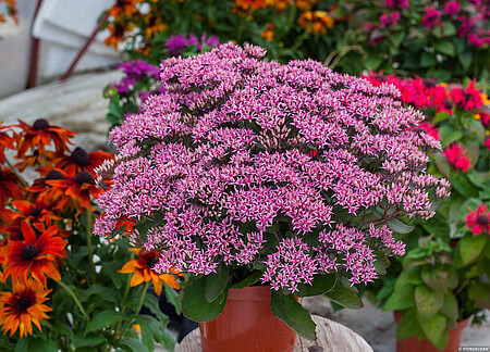 Sedum telephium 'Cloud Walker' / rozchodnik okazały