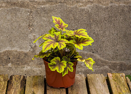 Heucherella hybrida 'Gold Zebra' / żuraweczka