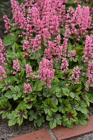 Heucherella hybrida 'Pink Revolution' / żuraweczka
