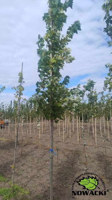 Acer rubrum / klon czerwony