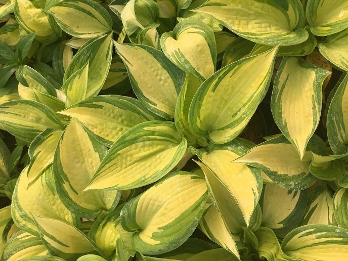 Hosta 'Great Expectations' / funkia