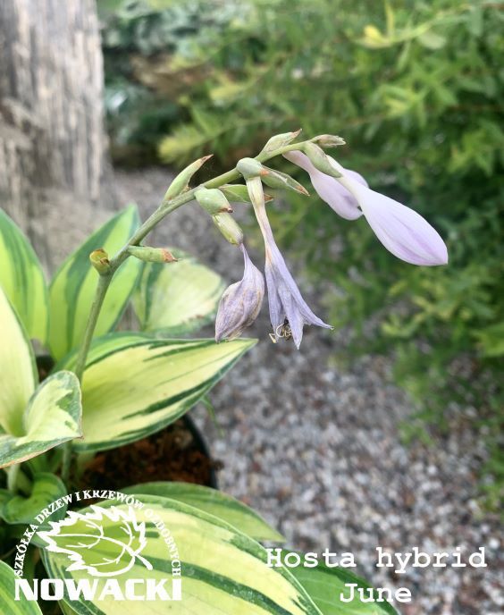 Hosta hybrid 'June' / funkia