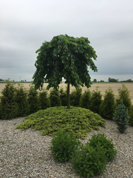 Ulmus 'Camperdownii' / wiąz górski