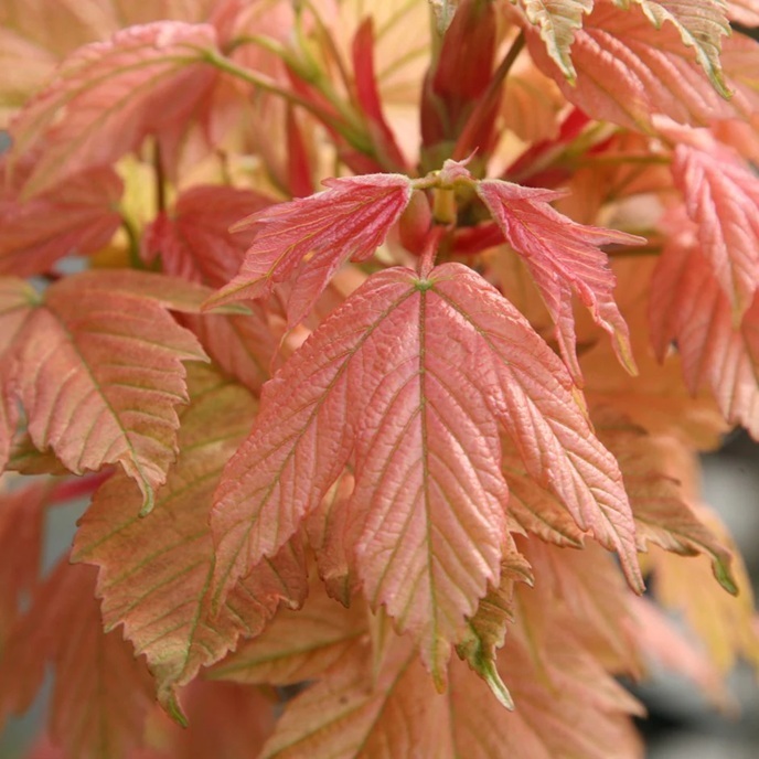 Acer pseudoplatanus 'Brillantissimum' / klon jawor