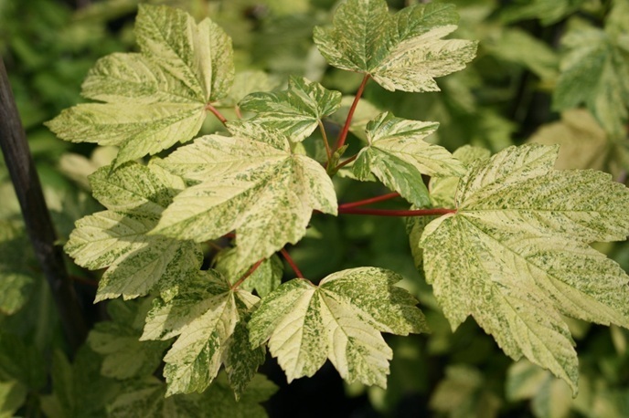 Acer pseudoplatanus 'Leopoldii' / klon jawor
