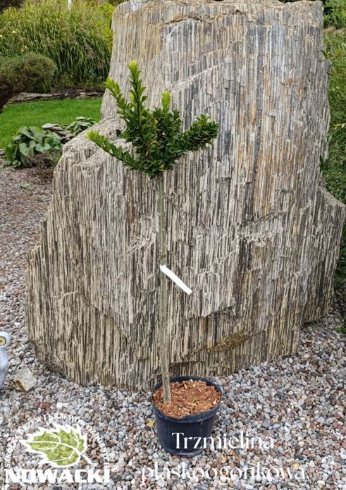 Euonymus planipes / trzmielina płaskoogonkowa