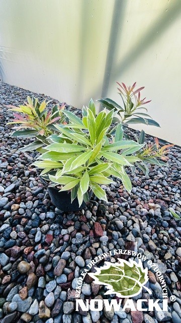 Pieris 'Flaming Silver' / pieris