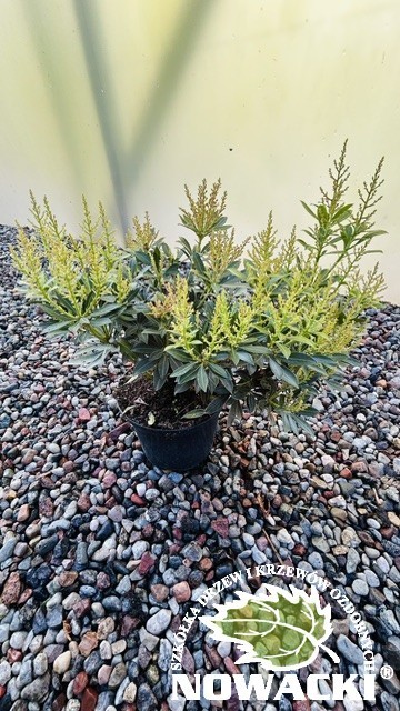 Pieris japonica 'Debutante' / pieris