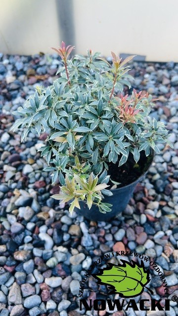 Pieris japonica 'Little Heath' / pieris