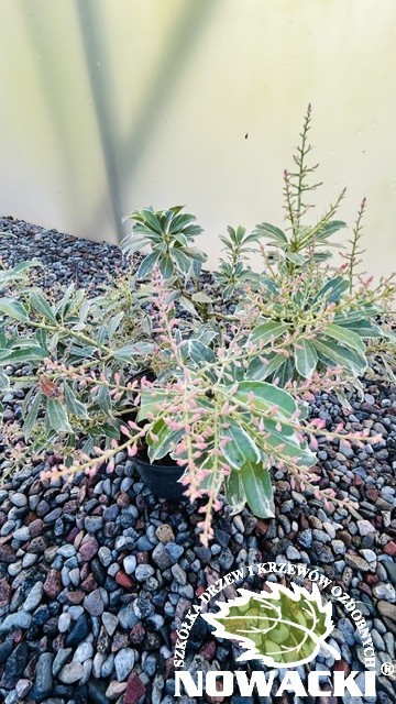 Pieris japonica 'Ralto' / pieris