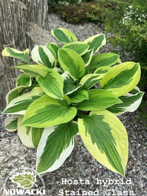 Hosta hybrid 'Stained Glass' / funkia