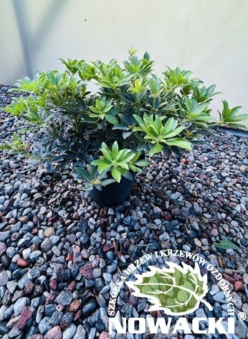 Pieris japonica 'Sarabande' / pieris