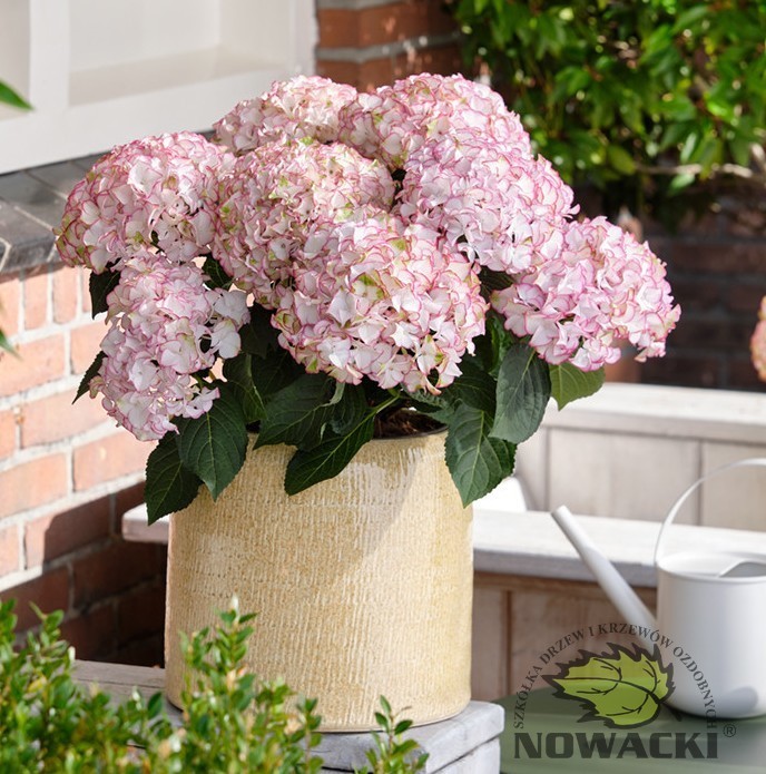 Hydrangea macrophylla 'Hi Moon' / hortensja ogrodowa