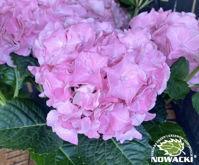 Hydrangea macrophylla 'Rosita' / hortensja ogrodowa