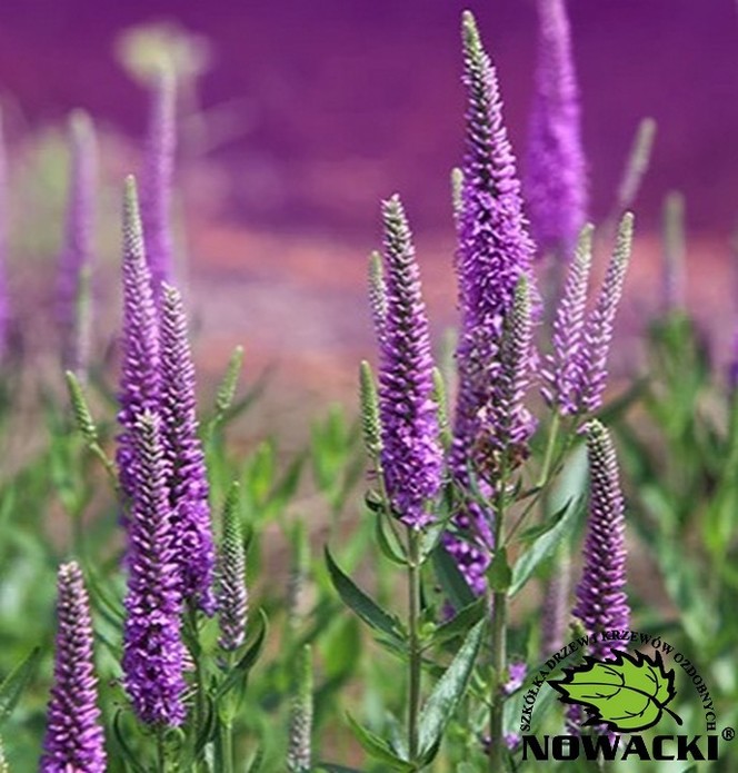 Veronica 'Lancita Purple' / przetacznik