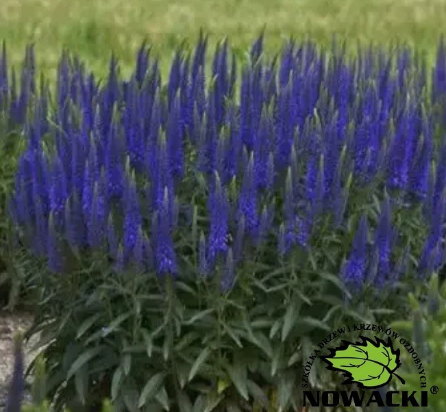 Veronica 'Lancita Blue' / przetacznik