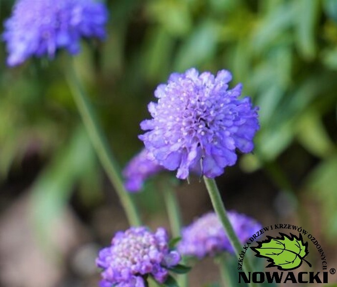 Scabiosa columbaria 'Butterfly Blue' / Driakiew gołębia 'Butterfly Blue'
