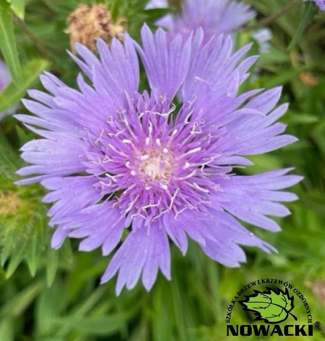 Stokesia laevis 'Mel's Blue' / stokezja gładka