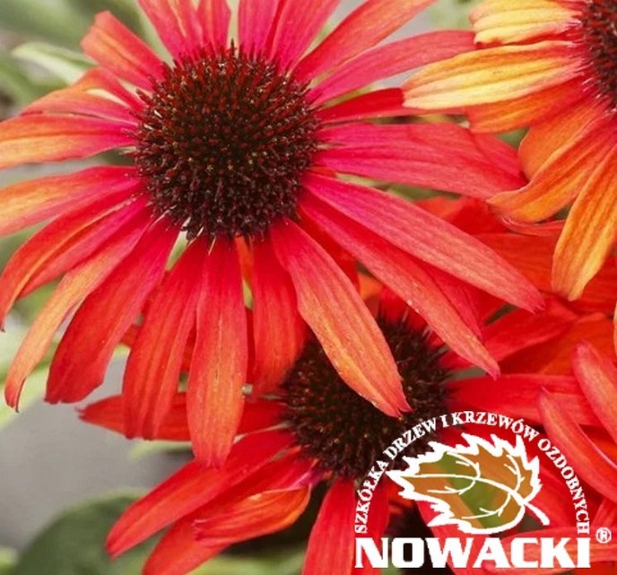 Echinacea purpurea 'Fountain Red'®  / jeżówka purpurowa