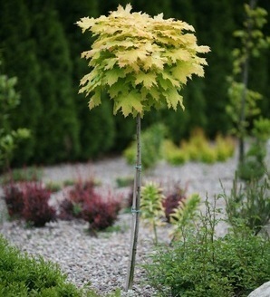 Acer platanoides 'Golden Globe' / klon zwyczajny