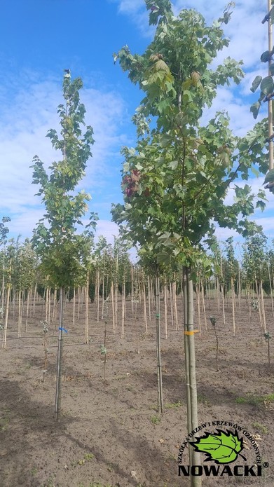Acer rubrum / klon czerwony