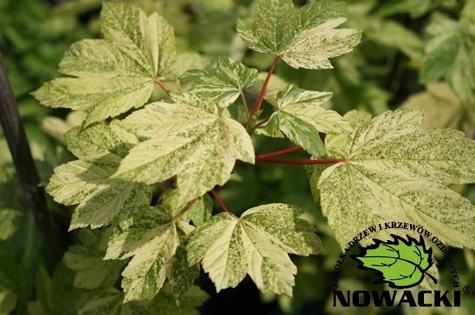 Acer pseudoplatanus 'Leopoldii' / klon jawor