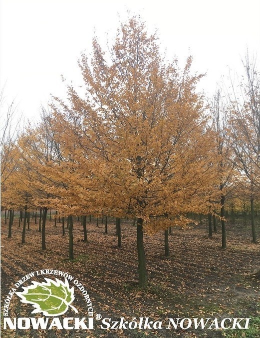 Carpinus betulus / grab pospolity