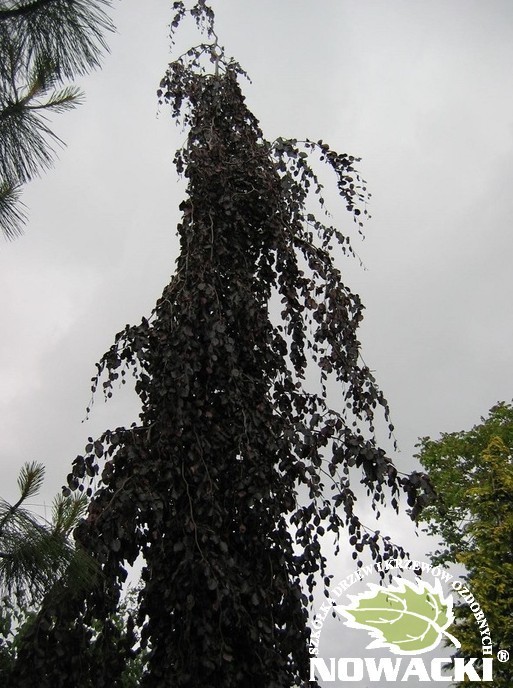 Fagus sylvatica 'Purpurea Pendula' / buk zwyczajny