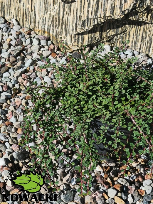 Cotoneaster radicans 'Eichholz' / irga rozesłana