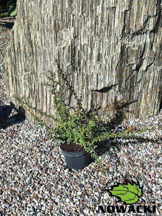 Cotoneaster suecicus 'Coral Beauty' / irga szwedzka