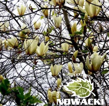 Magnolia 'Limelight' / magnolia