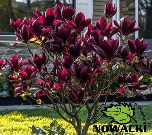 Magnolia soulangeana 'Genie'® / magnolia soulangeana