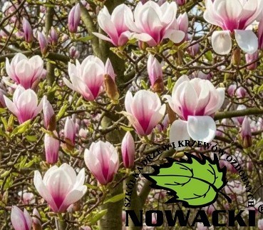 Magnolia soulangeana 'Winelight' / magnolia soulangeana