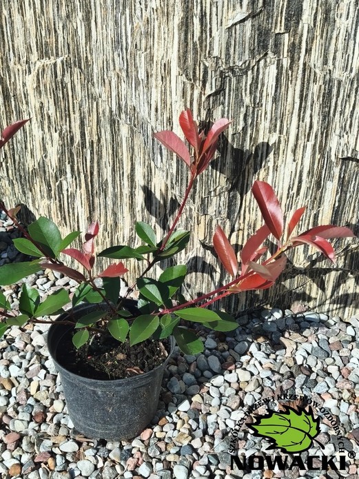 Photinia fraseri 'Red Robin' / głogownik frasera