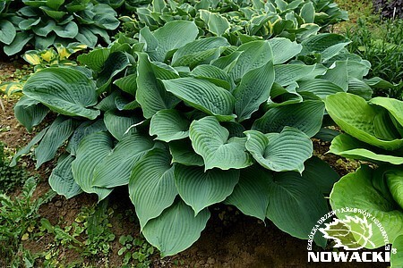 Hosta hybrid 'Blue Angel' / funkia