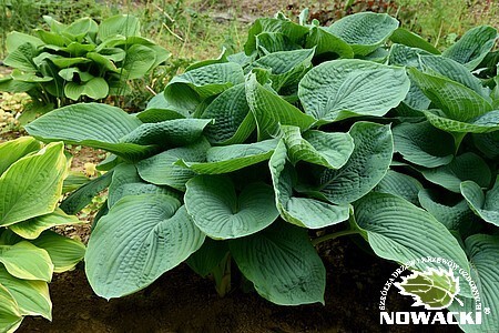 Hosta hybrid 'Elegans' / funkia