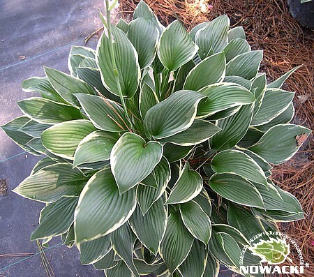 Hosta hybrid 'Francee' / funkia