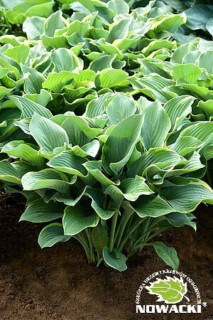 Hosta hybrid 'Regal Splendor' / funkia