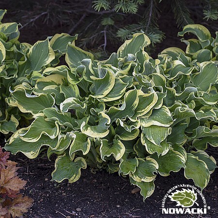 Hosta hybrid 'Shadowland® Wheee! / funkia