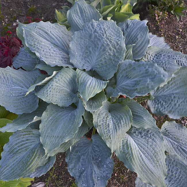 Hosta sieboldiana 'Diamond Lake' / funkia