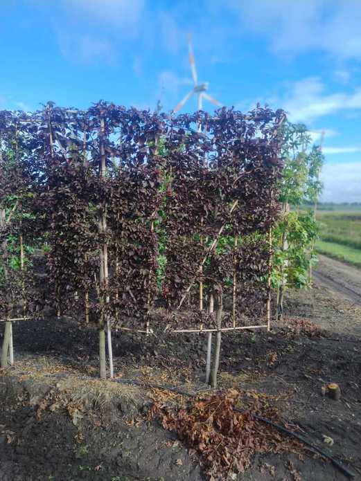 Prunus cerasifera 'Pissardii' (SZPALER) / śliwa wiśniowa 