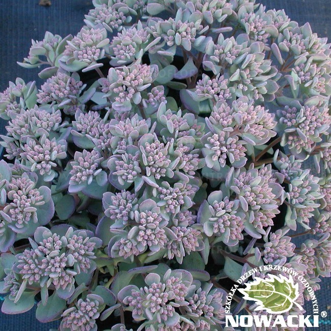 Sedum cauticola 'Lidakense' / rozchodnik naskalny